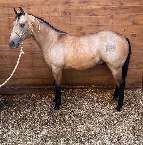 High Plains Ranchers & Breeders Association